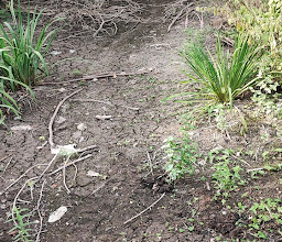 Aue des Alten Angerbaches am Altenbrucher Damm photo