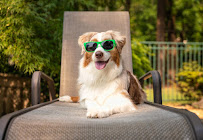 Mosquito Joe of Menifee-Murrieta - Photo 8 - Car repair in , Murrieta