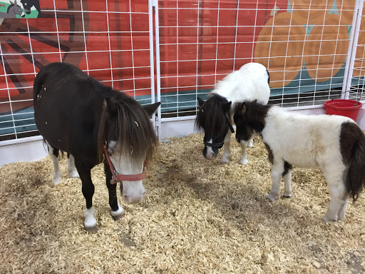 Stadium «Cotton Bowl Stadium», reviews and photos, 3750 The Midway, Dallas, TX 75215, USA
