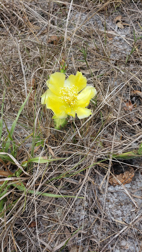 Nature Preserve «Triple Creek Nature Preserve», reviews and photos, 13112 Balm Boyette Rd, Riverview, FL 33579, USA