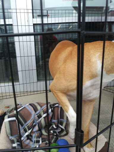 Pet Supply Store «Petco Animal Supplies», reviews and photos, 4175 Dowlen Rd, Beaumont, TX 77706, USA