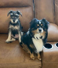 Tickle My Paws Pet Sitting - Photo 1 - Car repair in , Ocala