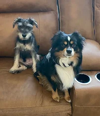 Tickle My Paws Pet Sitting - Car repair in , Ocala - Rated 5.0/5