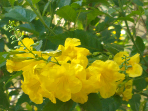 Social Services Organization «The Shade Tree», reviews and photos