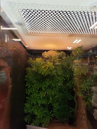 Pet Store «Fish & More Pet Store», reviews and photos, 310 E Main St #8, Sylva, NC 28779, USA