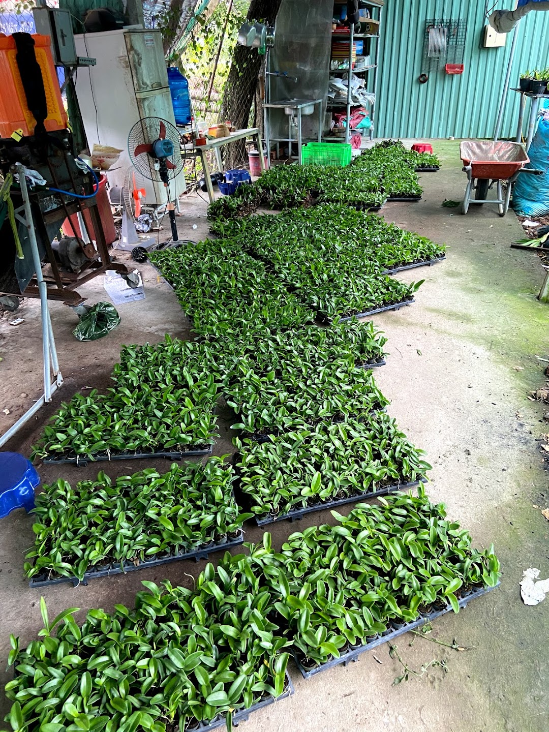 Vườn lan Minh Huy Xm 3