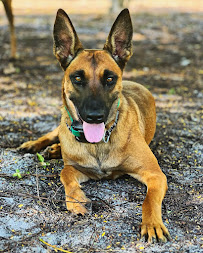 Wag & Swish Pet Care, LLC - Photo 3 - Car repair in , Bonita Springs