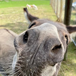 Photo n°1 de l'avis de P... fait le 28/08/2022 à 13:39 sur le  Ziegenhof à Heidesee