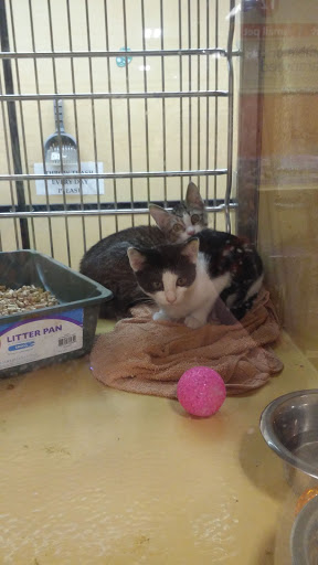 Pet Supply Store «PetSmart», reviews and photos, 11860 Spectrum Center, Reston, VA 20190, USA