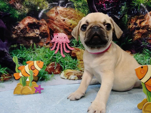 Pet Store «Four Paws and a Tail», reviews and photos, 120 Northtown Dr, Blaine, MN 55434, USA