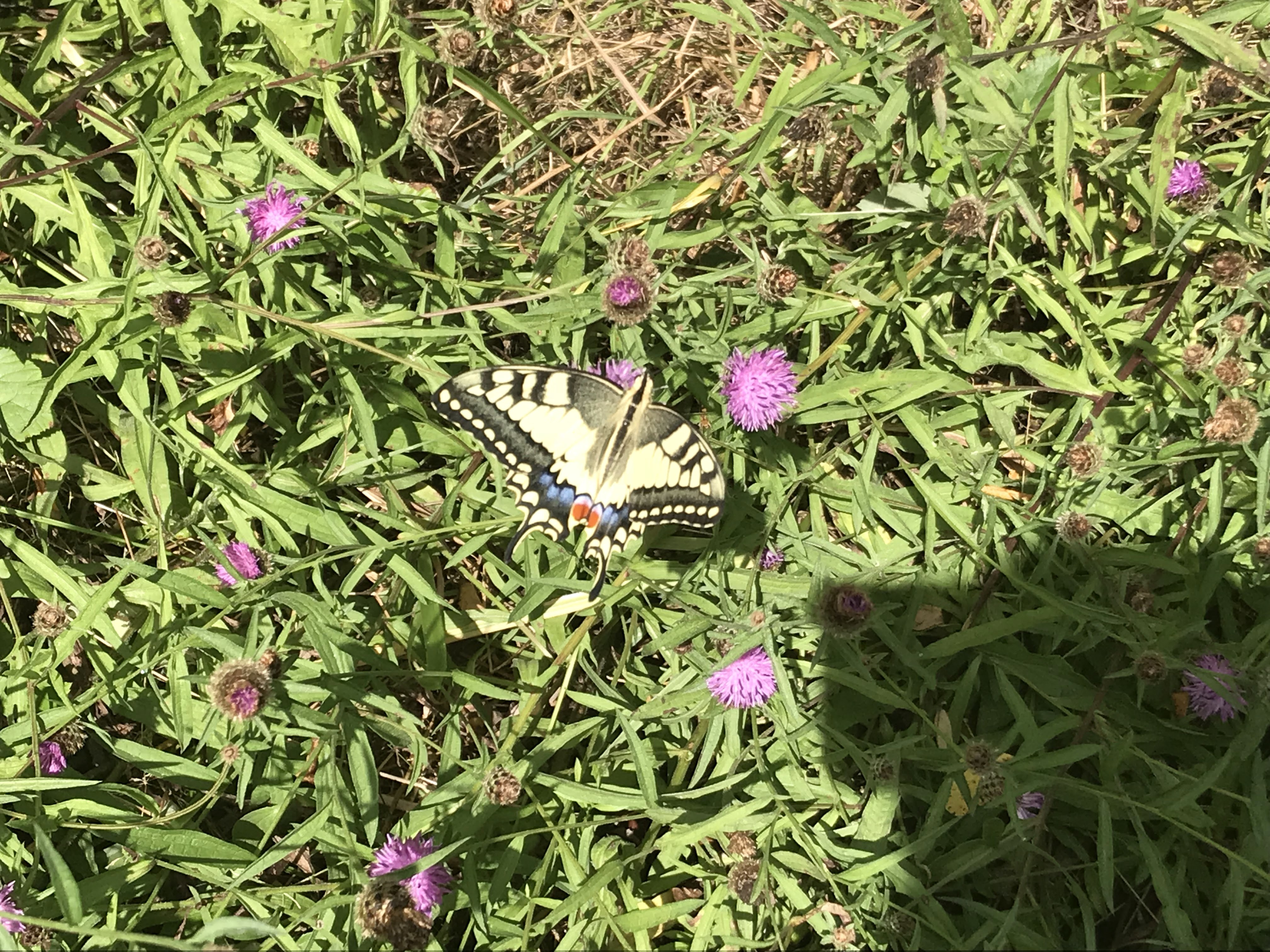 Photo n° 3 de l'avis de gaelle.e fait le 17/08/2018 à 16:22