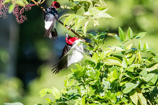 Nature Preserve «Melvin L. Newman Wetlands Center», reviews and photos, 2755 Freeman Rd, Hampton, GA 30228, USA