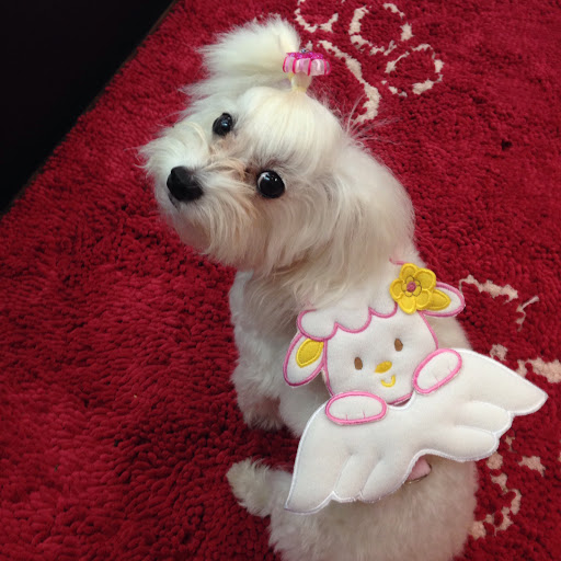 Pet Supply Store «Dog Style Canine Supply Company», reviews and photos, 2002 Judson Rd Suite 102, Longview, TX 75605, USA