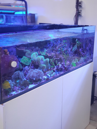 Tropical Fish Store «Amazing Aquariums & Reefs», reviews and photos, 646 E Katella Ave, Orange, CA 92867, USA