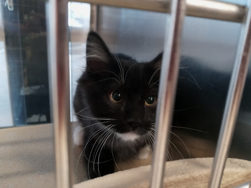 Pet Supply Store «PetSmart», reviews and photos, 44425 Town Center Way a, Palm Desert, CA 92260, USA