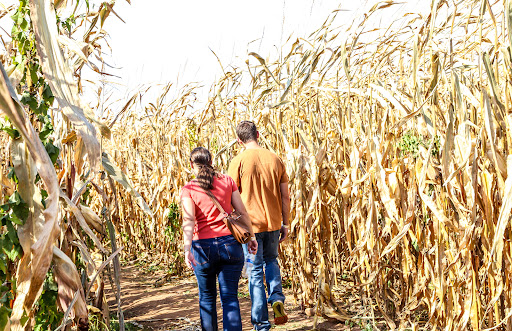 Festival «Temple Hall Fall Festival & Corn Maize», reviews and photos, 15855 Limestone School Rd, Leesburg, VA 20176, USA