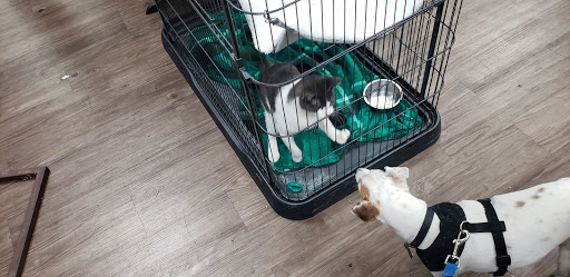 Pet Supply Store «At Your Services Pet Supplies», reviews and photos, 55 S Valle Verde Dr #300, Henderson, NV 89012, USA