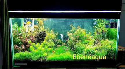 Ebene Aquarium Service