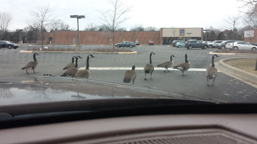 Supermarket «ALDI», reviews and photos, 1432 E Rand Rd, Prospect Heights, IL 60070, USA