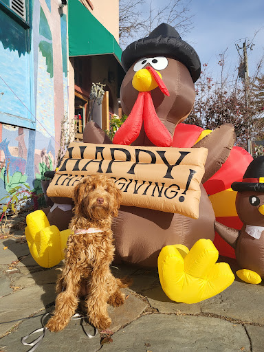 Pet Supply Store «The Dog Store», reviews and photos, 2301 Mt Vernon Ave, Alexandria, VA 22301, USA