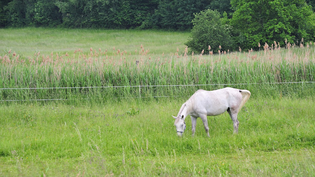 Comentarii opinii despre Happy Ranch