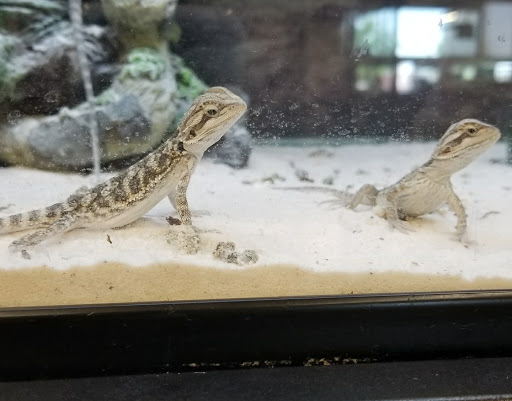 Pet Supply Store «Petco Animal Supplies», reviews and photos, 2515 Corridor Way #3, Coralville, IA 52241, USA