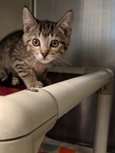 Non-Profit Organization «Heartland Humane Society», reviews and photos, 398 SW Twin Oaks Cir, Corvallis, OR 97333, USA