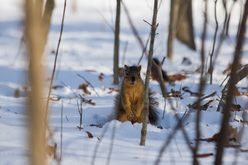 Park «Blacklick Woods Metro Park», reviews and photos, 6975 East Livingston Avenue, Reynoldsburg, OH 43068, USA