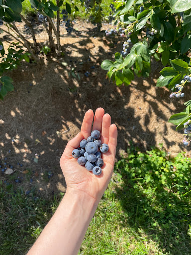 Produce Market «Boones Ferry Berry Farms», reviews and photos, 19602 NE Boones Ferry Rd, Hubbard, OR 97032, USA