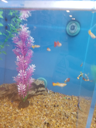 Pet Supply Store «PetSmart», reviews and photos, 34940 Emerald Coast Pkwy, Destin, FL 32541, USA