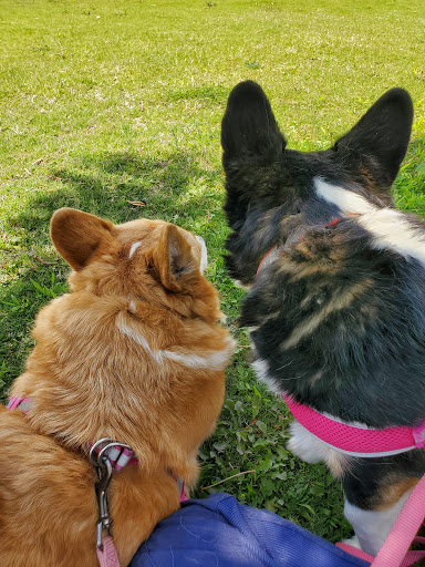 Park «Burning Mesquite Park», reviews and photos, 12547 Cevallia Ave, El Paso, TX 79928, USA