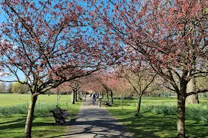 Greenwich Cherry Blossom image