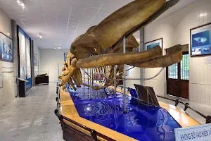Museum Of Oceanography image