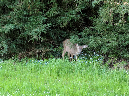 Golf Course «Mill Valley Golf Course», reviews and photos, 280 Buena Vista Ave, Mill Valley, CA 94941, USA