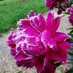 Photo n°3 de l'avis de Andreas.a fait le 17/06/2022 à 05:06 sur le  Café & Loungerie am Geopark à Neckarsteinach