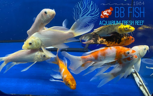 Tropical Fish Store «BB Fish and Pets», reviews and photos, 9226 Cypress Creek Pkwy, Houston, TX 77064, USA