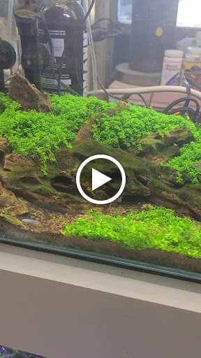 Pet Store «Pet Town», reviews and photos, 7804 Florence Ave, Downey, CA 90240, USA