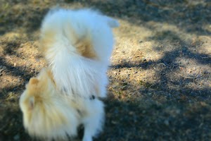 Fort Steilacoom Dog Park - photo 47