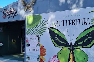 Gold Coast Butterflies image