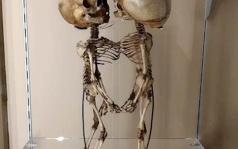 Collezione delle Cere Anatomiche "Luigi Cattaneo" image