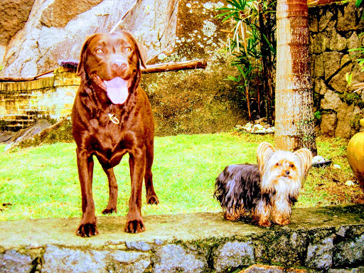 Clínica Veterinaria Dr. Wagner Sanches em São Paulo - SP