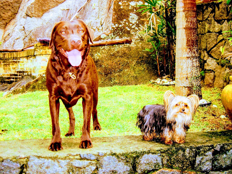 Clínica Veterinaria Dr. Wagner Sanches — O profissional veterinário em São Paulo, SP