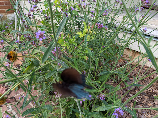 Battle Site «Fort Donelson National Battlefield», reviews and photos, 120 Lock D Rd, Dover, TN 37058, USA