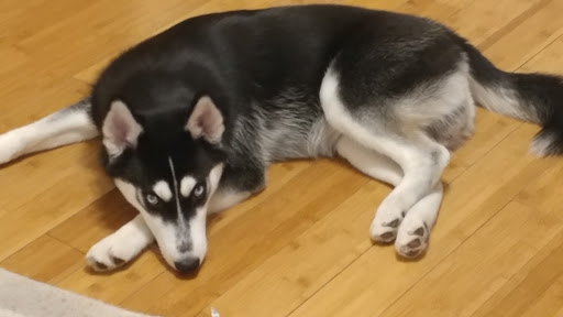 Pet Store «Perfect Pets», reviews and photos, 6840 S University Blvd #410, Centennial, CO 80122, USA