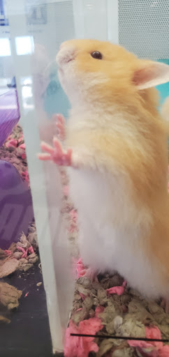 Pet Supply Store «Petco Animal Supplies», reviews and photos, 10464 Baltimore Ave, Beltsville, MD 20705, USA