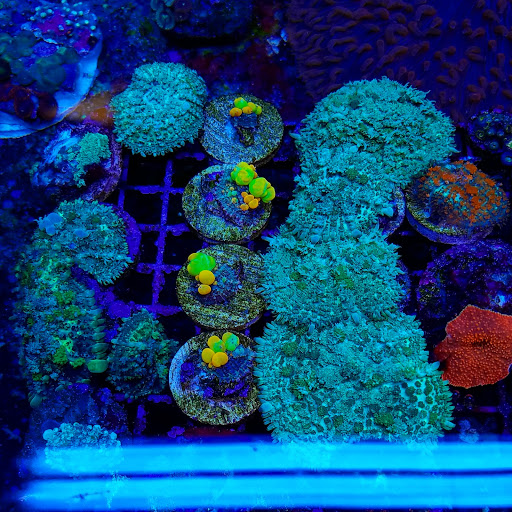 Tropical Fish Store «California Reef Co.», reviews and photos, 37420 Cedar Blvd a, Newark, CA 94560, USA