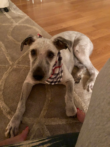 Pet Store «PetSmart», reviews and photos, 2891 Ygnacio Valley Rd, Walnut Creek, CA 94598, USA