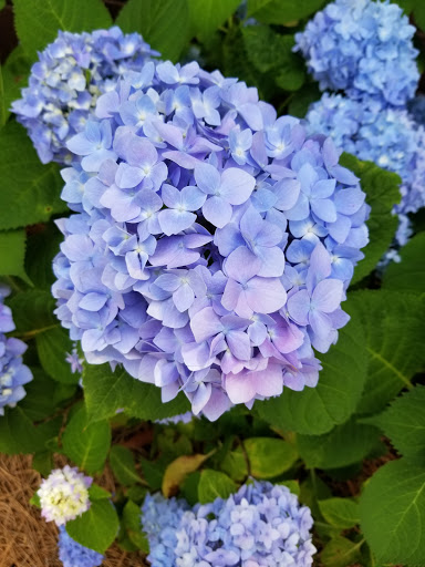 Attraction «Elvis Presley Birthplace», reviews and photos, 306 Elvis Presley Dr, Tupelo, MS 38801, USA