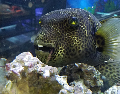 Pet Store «Moby Dick Pet Store Inc», reviews and photos, 3700 Sashabaw Rd, Waterford Twp, MI 48329, USA