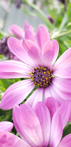 Home Improvement Store «The Home Depot», reviews and photos, 8598 N Church Rd, Kansas City, MO 64157, USA